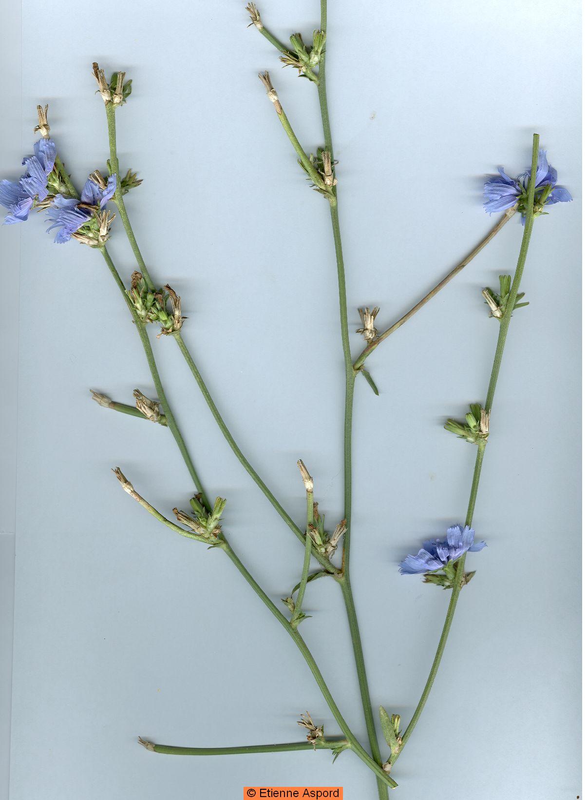 cichorium intybus